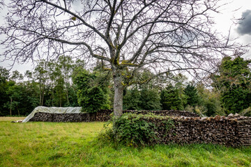Brennholz lagert auf einer Wiese mit sehr alten Obstbäumen © focus finder