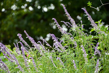 サルビア・レウカンタ