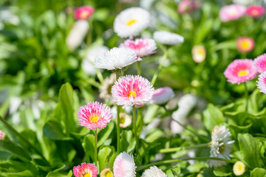 Bellis perennis in the garden.Pink bellis pomponette.