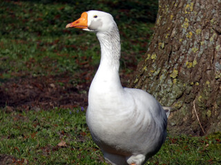 Domestic goose in Wismar Zoo, Germany