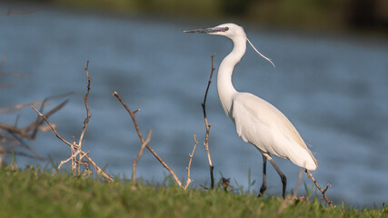Little egret - Egretta garzetta