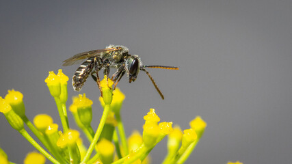 Sweat bee - Lasioglossum discum