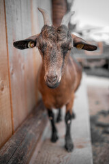 Animali della fattoria