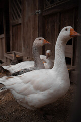 Animali della fattoria