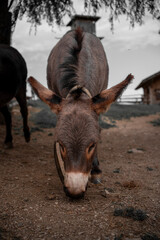 Animali della fattoria