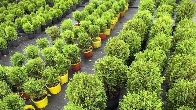 Rows of pots with green young seedlings of Thuja occidentalis Brabant and Smaragd trees in the plant nursery or garden center.