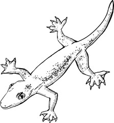 sketch lizard