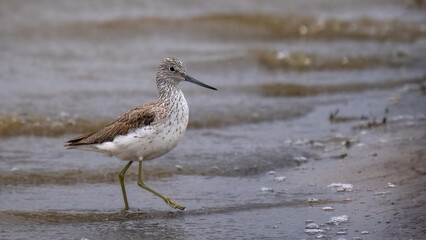 Common greenshank - Tringa nebularia