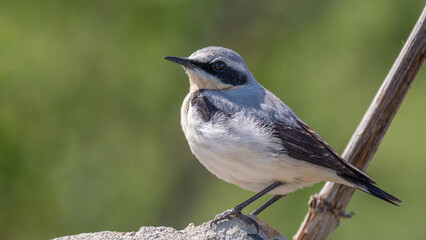 Northern wheatear - Oenanthe oenanthe