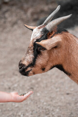 Animali della fattoria