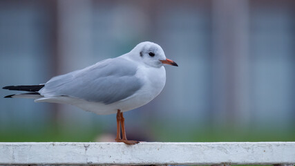 Black-headed gull - Chroicocephalus ridibundus