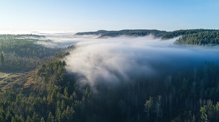 Obraz premium Aerial view of a dense forest covered in morning fog with the sun shining through.