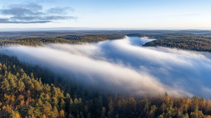Obraz premium A panoramic aerial view of a dense forest with rolling fog in the distance.