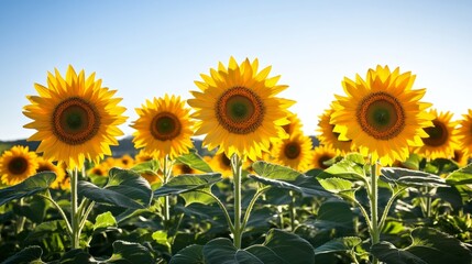 Fototapeta premium A field of sunflowers in full bloom, with a bright blue sky behind them.