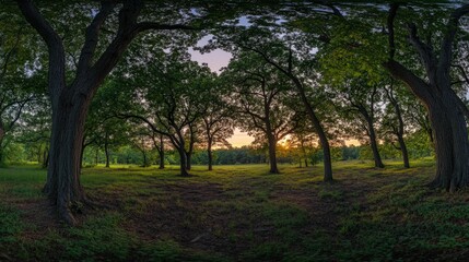 Obraz premium A panoramic view of a forest at sunset, with the sun shining through the trees.