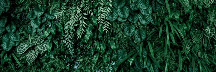 Monstera green leaves or Monstera Deliciosa in dark tones(Monstera, palm, rubber plant, pine, bird’s nest fern), background or green leafy tropical pine forest patterns for creative design elements. 