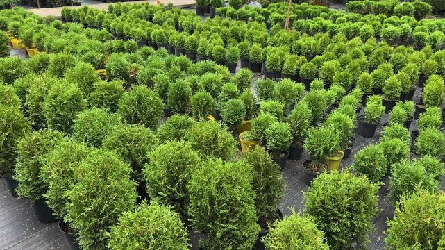Rows of pots with green young seedlings of Thuja occidentalis Brabant and Smaragd trees in the plant nursery or garden center.