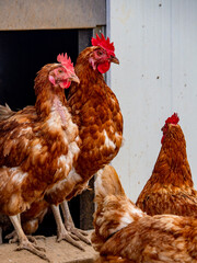 Hühner am Hühnerwagen im Feld