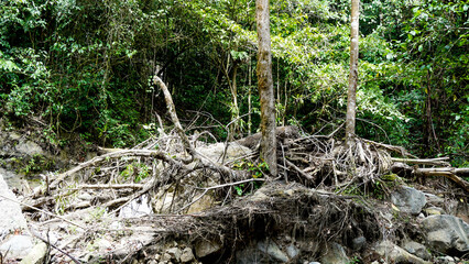 Trees fall in the river due to flash floods in the middle of the forest