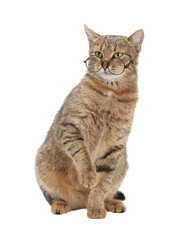 Surprised cat. Gray Cat wearing glasses on a white background. Educational concept. University, student, education, learning, knowledge. Smart Cat. pet-themed products or advertising. Day of knowledge