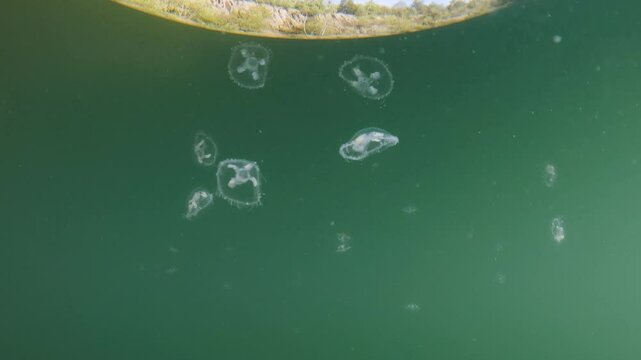 Freshwater jellyfish (Craspedacusta Sowerbii), Peach Blossom Jellyfish swimming In Lake, Close up, footage below water, freshwater jellyfish in natural habitat, nature light