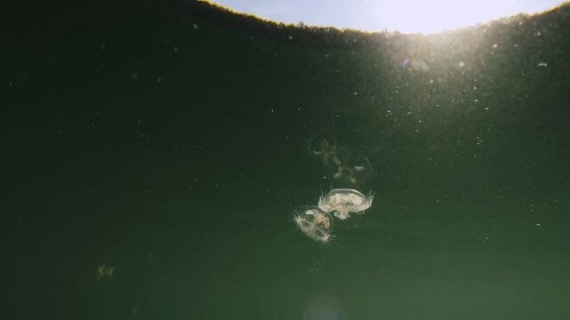 Freshwater jellyfish (Craspedacusta Sowerbii), Peach Blossom Jellyfish swimming In Lake, Close up, footage below water, freshwater jellyfish in natural habitat, nature light