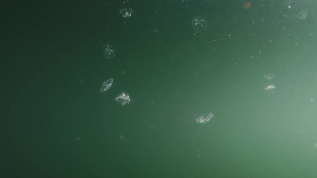 Freshwater jellyfish (Craspedacusta Sowerbii), Peach Blossom Jellyfish swimming In Lake, Close up, footage below water, freshwater jellyfish in natural habitat, nature light