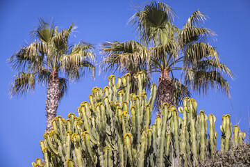 Palm trees and Euphorbia Abyssinica (Desert Candle or Canelabra Spurge) in the sunshine in Spain