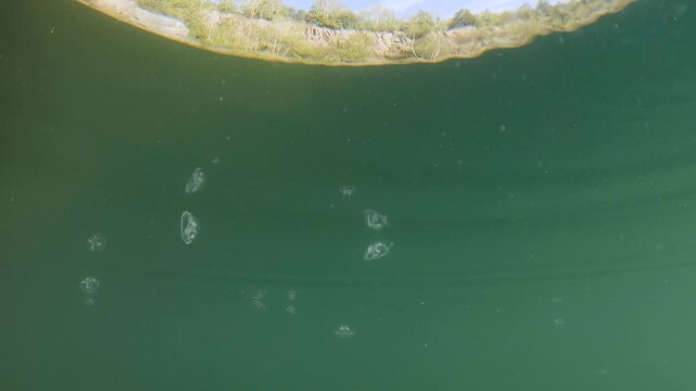 Peach Blossom Jellyfish (Craspedacusta Sowerbii), Swimming In Lake, slow motion footage above and below water, freshwater jellyfish in natural habitat, nature light