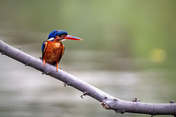 Blue-eared Kingfisher