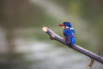 Blue-eared Kingfisher