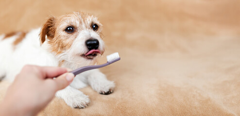 Hand giving toothbrush to a healthy dog to licking it. Pet dental care, teeth brushing banner, or background.