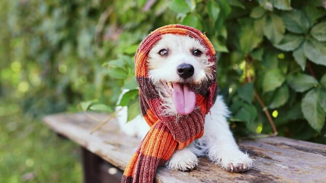 Panting dog with a warm scarf next to leaves in autumn, who has heat. Animal clothing background.