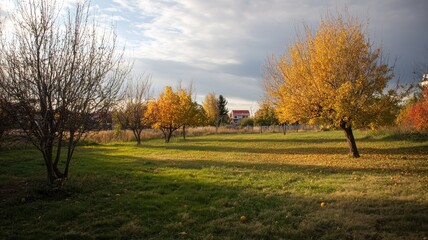 A field of trees with a house in the background