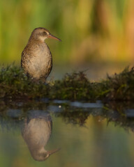 Water Rail - juvenile bird at a wetland in summer