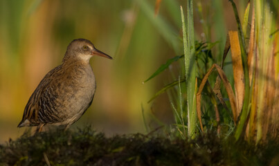 Water Rail - juvenile bird at a wetland in summer