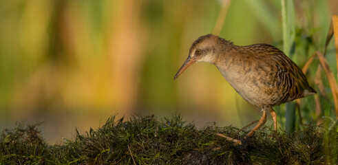 Water Rail - juvenile bird at a wetland in summer