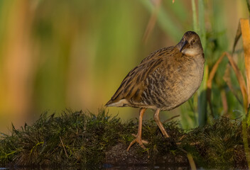 Water Rail - juvenile bird at a wetland in summer