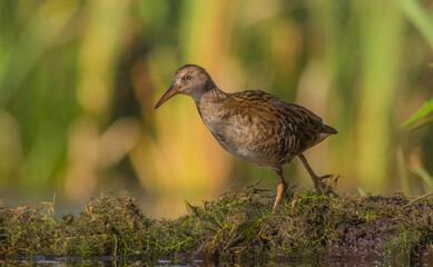 Water Rail - juvenile bird at a wetland in summer