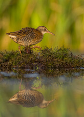 Water Rail - juvenile bird at a wetland in summer