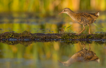 Water Rail - juvenile bird at a wetland in summer
