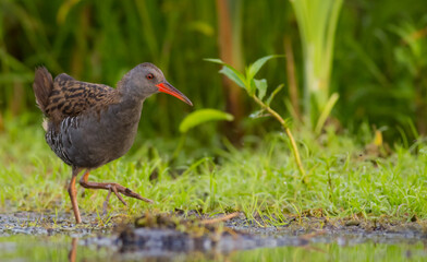 Water Rail - adult bird at a wetland in summer