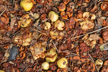 Rotten apples on the ground among autumn leaves create a texture of decay and nature's transition to a new season.