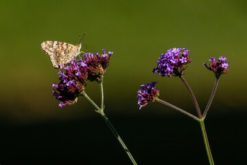 Colorful painted lady butterfly sitting on a purpletop verbena flower growing in a garden on a summer day. Blurry green and brown background.