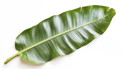 Single Tropical Leaf Against a White Background