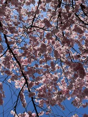 Cherry blossom trees