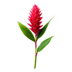 Vibrant red ginger flower with green leaves isolated on white background.