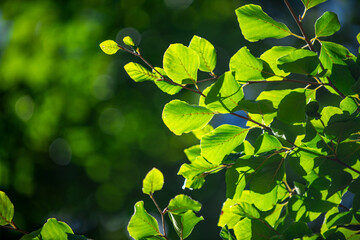Green leaf background. Natural green leaves plants.