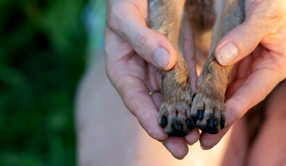 Yorkshire terrier dog portrait indoors with owner touching his head