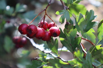 Primer plano de un manojo de bayas de 